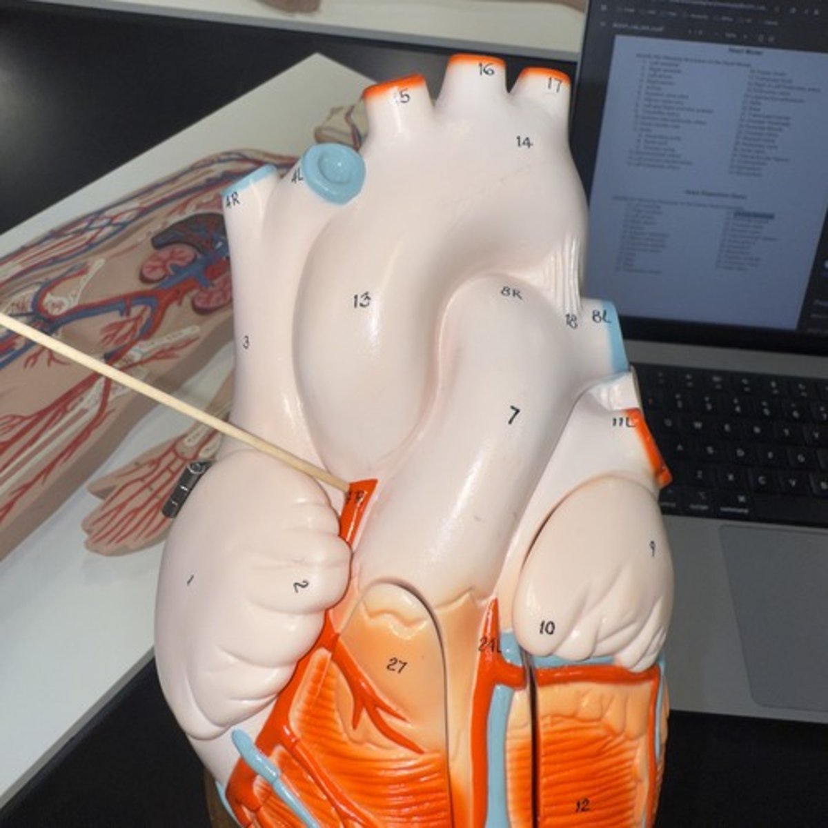 <p>Identify the structure.</p>