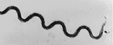 <ul><li><p>Helical gram-negative heterotrophs </p></li><li><p>spiral through their environments by rotating internal, flagellum-like filaments </p></li></ul><p></p>