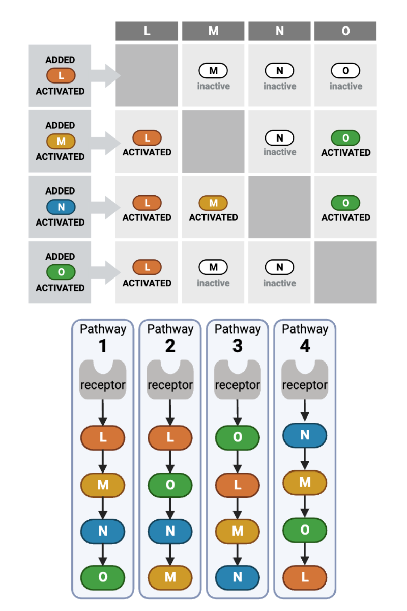 <p>Which signaling pathway (1 through 4) in the bottom figure is consistent with the data in the top figure?&nbsp;</p><ul><li><p><span>a. Pathway 1 (Receptor → L → M → N → O)</span></p></li><li><p><span>b. Pathway 2 (Receptor → L → O → N → M)</span></p></li><li><p><span>c. Pathway 3 (Receptor → O → L → M → N)</span></p></li><li><p><span>d. Pathway 4 (Receptor → N → M → O → L)</span></p></li></ul><p></p>