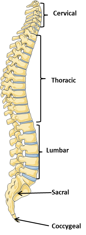 <p>division of the spine </p><ul><li><p><strong>Cervical</strong></p></li><li><p><strong>Thoracic</strong></p></li><li><p><strong>Lumbar</strong></p></li><li><p><strong>Sacral</strong></p></li><li><p><strong>Coccygeal</strong></p><p>how to remember?</p></li></ul>