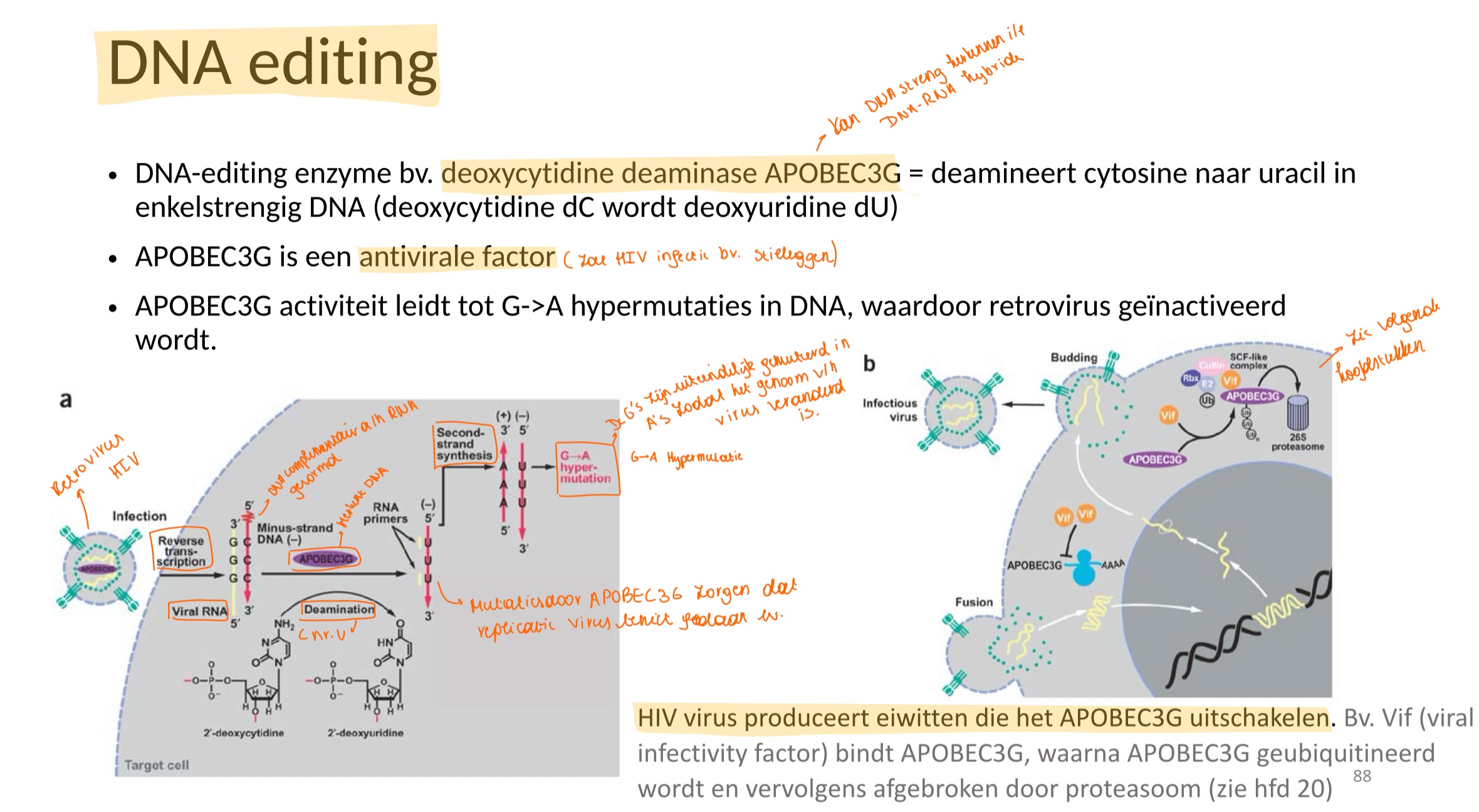 <p>Een DNA-editing enzyme (bv deoxycytidine deaminase APOBEC3G = deamineert cytosine naar uracil in ssDNA).</p><p>Zo is APOBEC3G een antivirale factor: HIV komt in de cel en er wordt een ssDNA gevormd complementair aan het virale RNA (reverse transcriptase activiteit) → APOBEC3G herkent ssDNA en zorgt voor mutaties → replicaite van virus wordt teniet gedaan → genoom van virus is verandert</p>