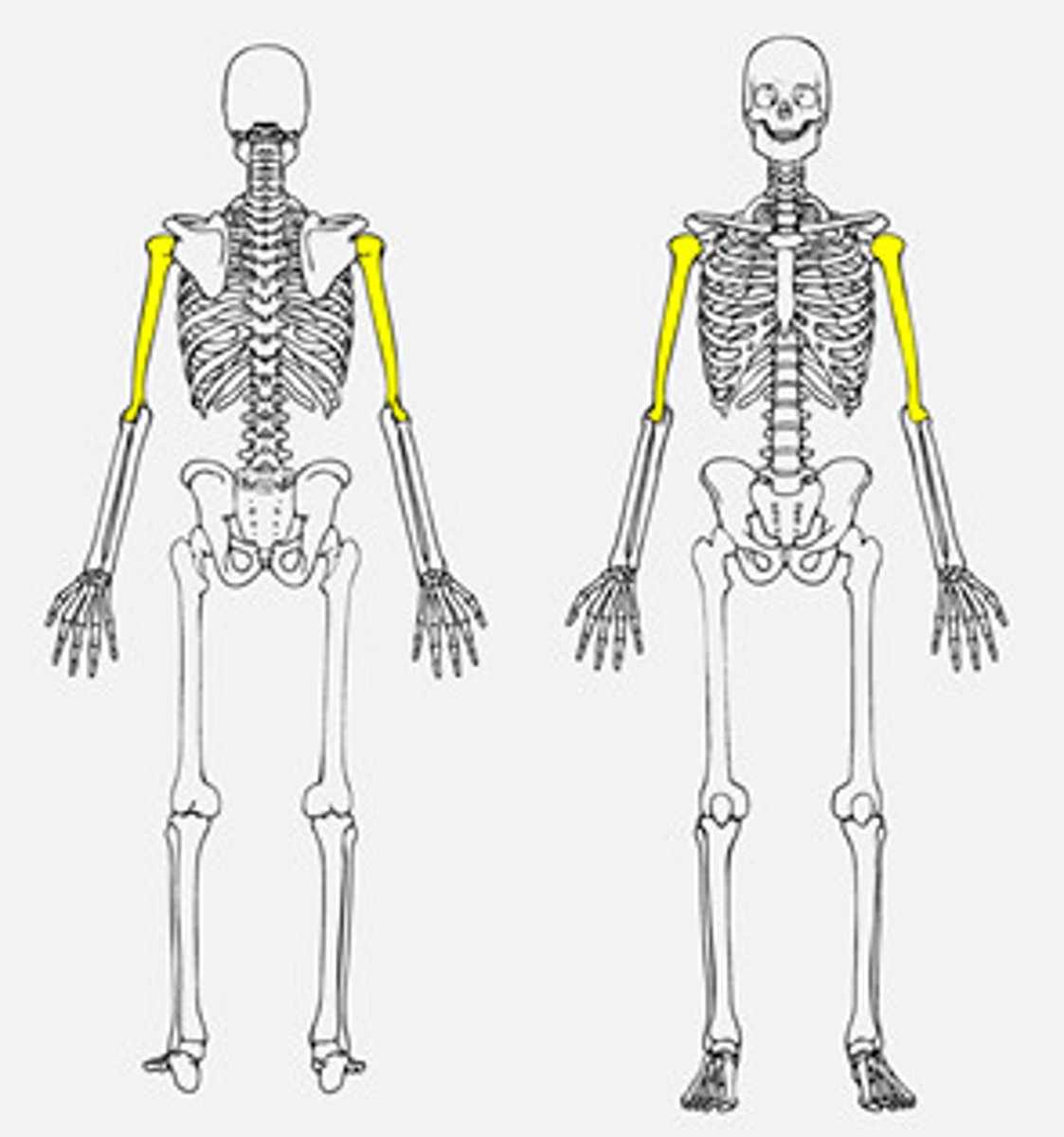 <p>upper arm bone</p>