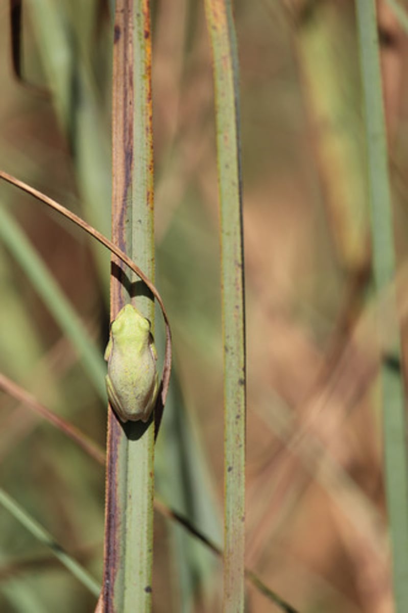 <p>what is the name of the plant (that the frog is on) pictured here?</p>