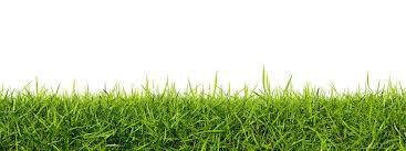 <p>(Noun) - A field of cultivated grass, typically mowed and well-maintained, often found in gardens or parks. It provides a green and pleasant outdoor space. Example: They have a beautiful lawn in their backyard. (中文：草坪)</p>