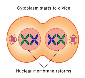 <ul><li><p>Two daughter cells are formed with each daughter containing only one chromosome of the homologous pair</p></li><li><p>However, there are still 2 copies of that single chromosome</p></li><li><p>Cytokinesis occurs concurrently, sometimes referred to as interkinesis</p></li></ul>