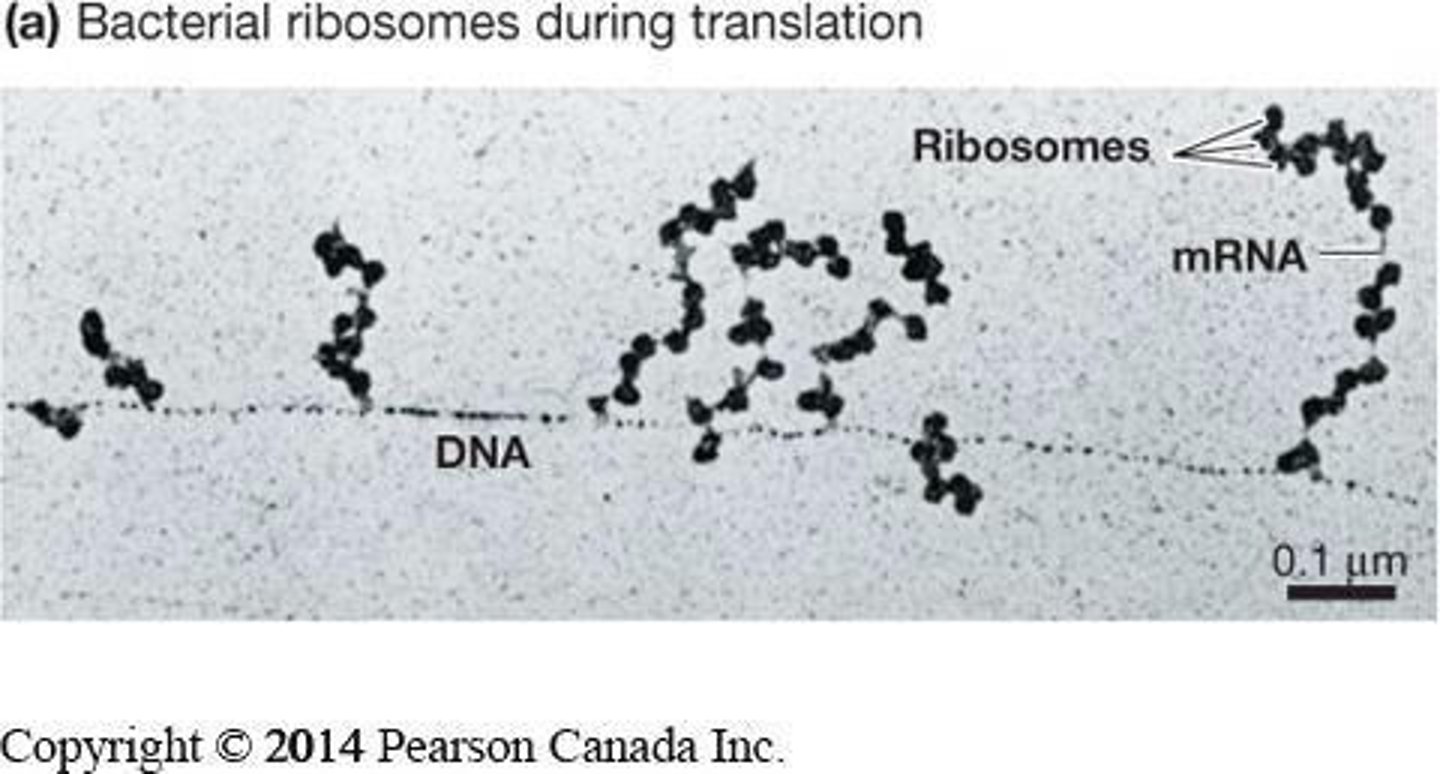<p>Ribosomes, transfer RNA (tRNA), and messenger RNA (mRNA).</p>