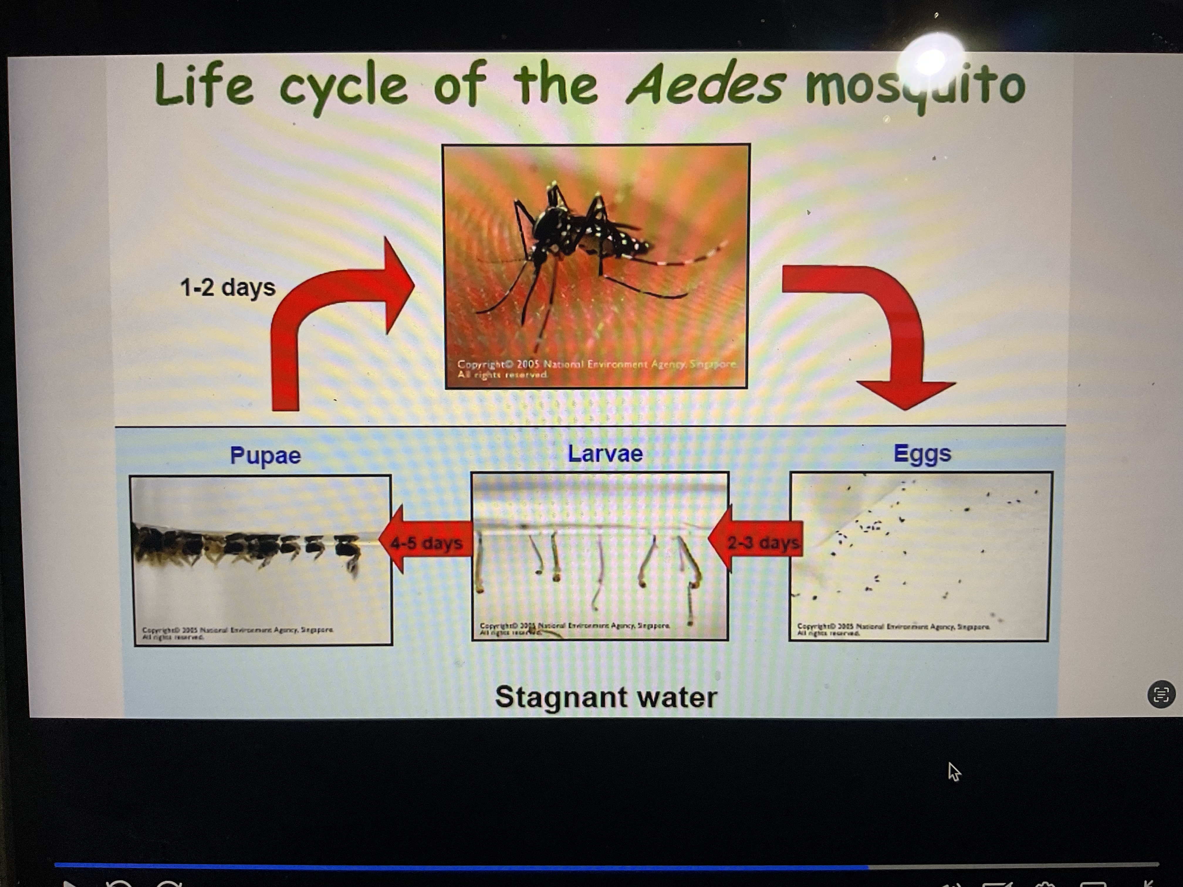 <p>Standing water</p><ul><li><p>They can breed in very, very small quantities of water (even cap full)</p></li><li><p>Girls takes 7 to 10ish days</p></li></ul>
