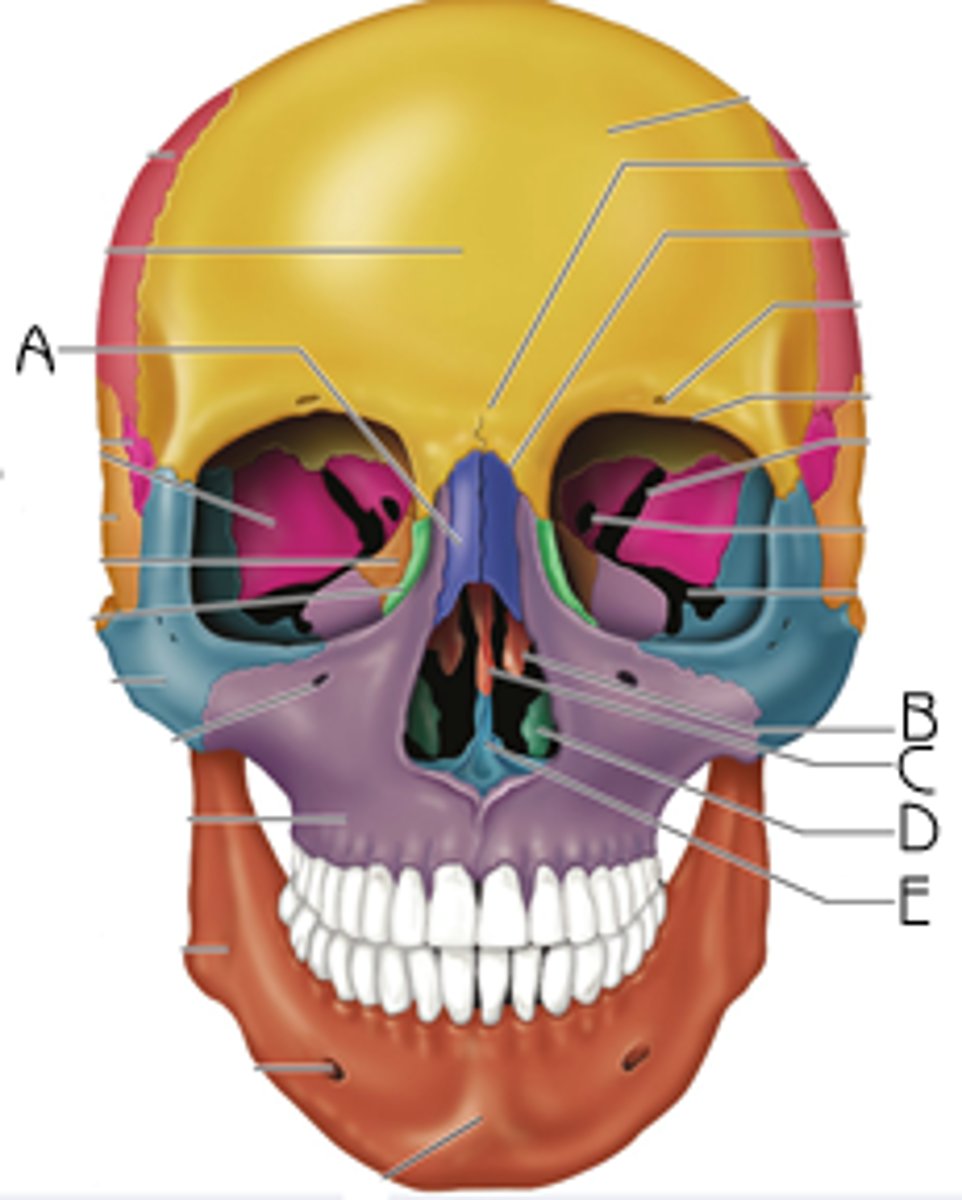 <p>bones that divide the nasal cavity, support the mucus membrane and increase surface area</p>
