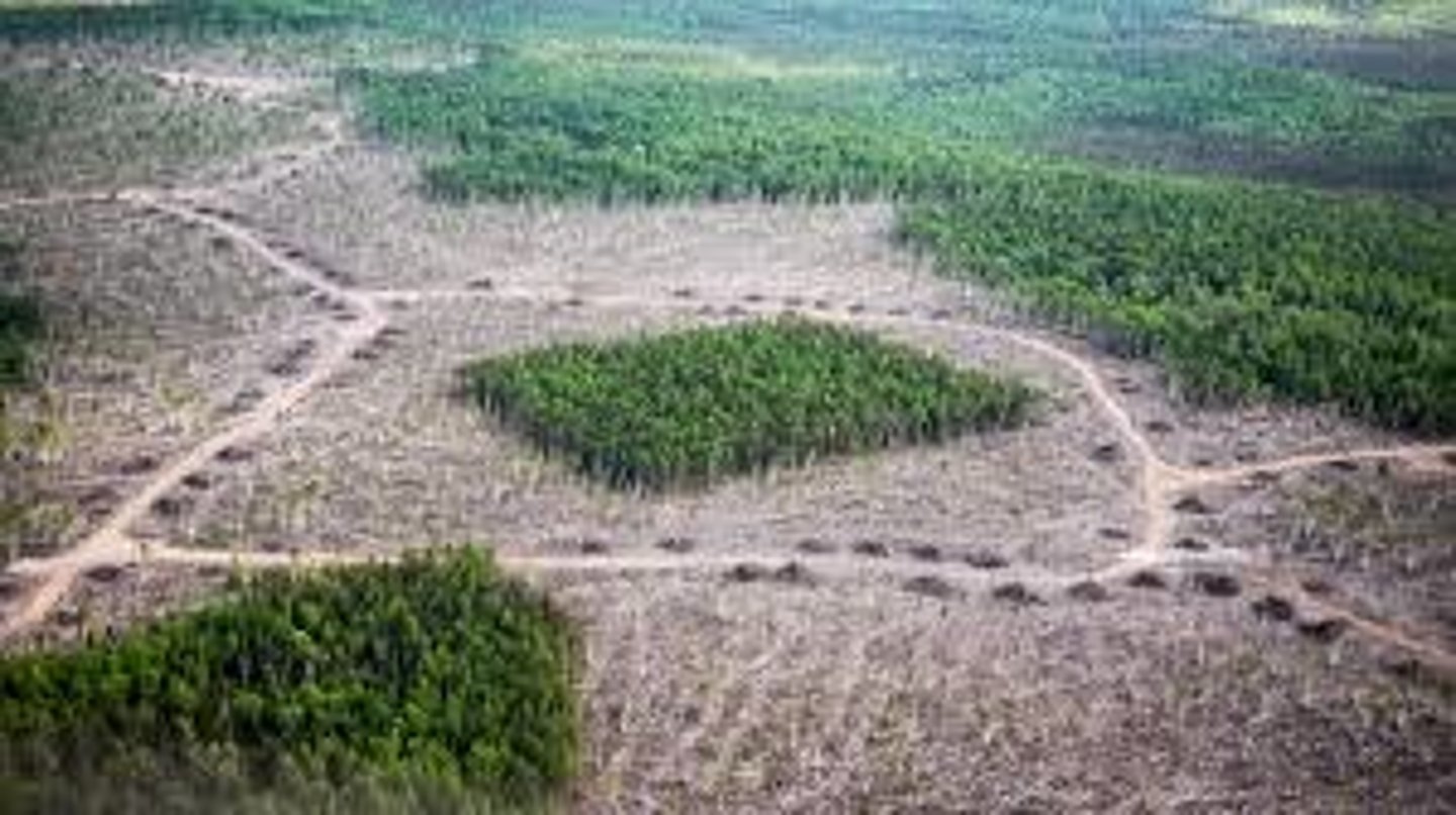 <p>= clearing areas of forest for cattle ranching and logging<br><br>=&gt; creates edge effects, where trees close to the edge are prone to tree mortality because the vegetation is drier and therefore more vulnerable to drought and wild fire<br><br>e.g.,<br>during the 2005 drought at least 3000km2 of forest burnt in wildfires. This forest fire can also create a positive feedback by opening up the forest floor to more solar radiation. However, ash fertilisation will act as a negative feedback stimulating new growth<br><br>=&gt; tree mortality induced by drought, fire, selective logging, and fragmentation is the first step in a series of positive feedback and convert humid forest into drier more fire prone brush vegetation<br><br>=&gt; in south east Amazonia repeated burning has converted the amazon into a secondary forest dominated by invasive grasses, bamboos, and ferns</p>