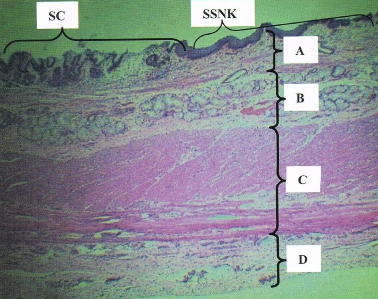 <p>Identify the structure</p>