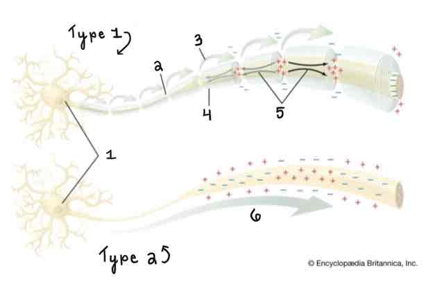 <p>Type 1 of the Myelinated and Unmyelinated Axons Diagram Is ______</p>