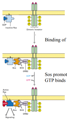 <ul><li><p><strong>Inactive state:</strong> Ras-GDP; <strong>Active state:</strong> Ras-GTP.</p></li><li><p><strong>GEFs (Guanine Nucleotide Exchange Factors) switch Ras ON</strong>; They promote the release of GDP, allowing GTP to bind (GTP is more abundant).</p></li><li><p><strong>GAPs (GTPase-Activating Proteins) switch Ras oFF</strong>; They stimulate Ras's intrinsic GTPase activity, hydrolyzing GTP back to GDP.</p></li><li><p>An <strong>adapter protein (GRB2)</strong>, containing an SH2 domain, binds to phosphorylated tyrosines on the activated RTK.</p></li><li><p><strong>Sos is a GEF.</strong> It binds to GRB2 (via SH3 domains) and is brought to the membrane. Sos then promotes the dissociation of GDP from Ras.</p></li><li><p>GTP binds to Ras, activating it (Ras-GTP), and it then dissociates from Sos to signal to downstream effectors.</p></li></ul><p></p>