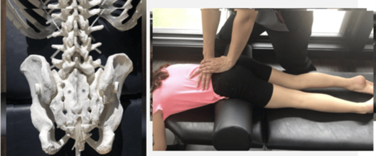 <p>PP: Prone-with Dutchman roll placed under ASIS. Verbalize how you found the segment</p><p>DP: Modified fencer stance facing cephalad</p><p>CH: Cephalad thumb contact to base of coccyx</p><p>IH: Caudal pisiform/hypothenar contact reinforced over contact thumbnail</p><p>LOD: I-S, slight P-A</p>