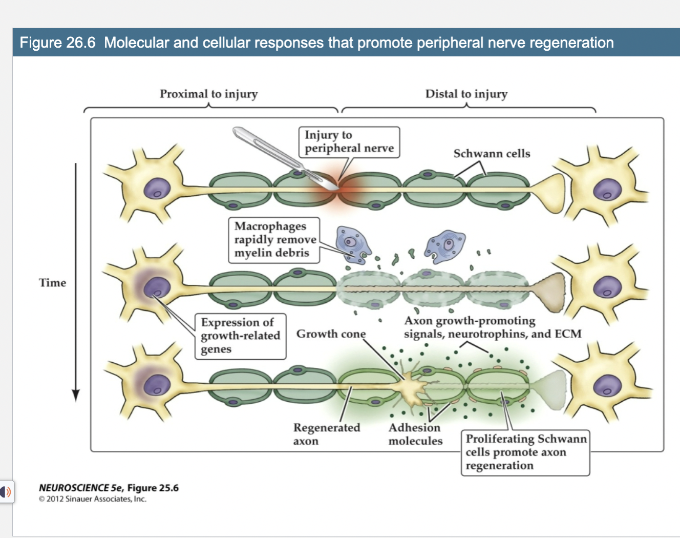 <p>Figure 26.6- Molecular and Cellular Response that promote peripheral Nerve Regeneration </p>