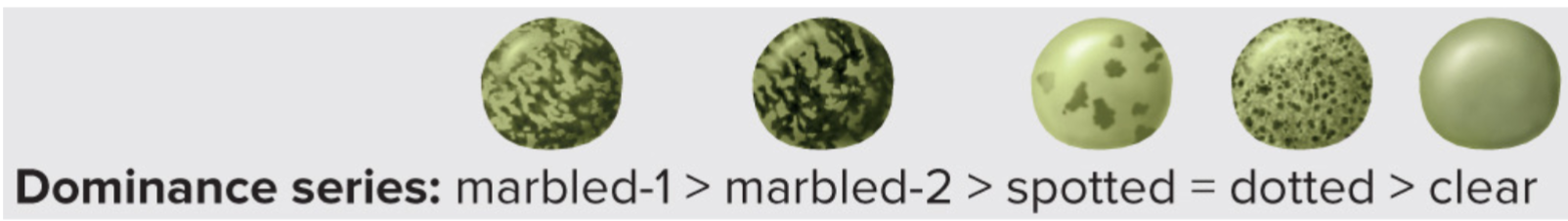 <ul><li><p>Five alleles for C gene: spotted (C<sup>S</sup>), dotted (C<sup>D</sup>), clear (C<sup>C</sup>), marbled-1 (C<sup>M1</sup>), and marbled-2 (C<sup>M2</sup>)</p></li><li><p>reciprocal crosses btwn pairs of pure-breeding lines is used to determine dominance relations</p></li><li><p>a 3:1 ratio in each cross indicates that diff alleles of same gene are involved</p></li></ul>
