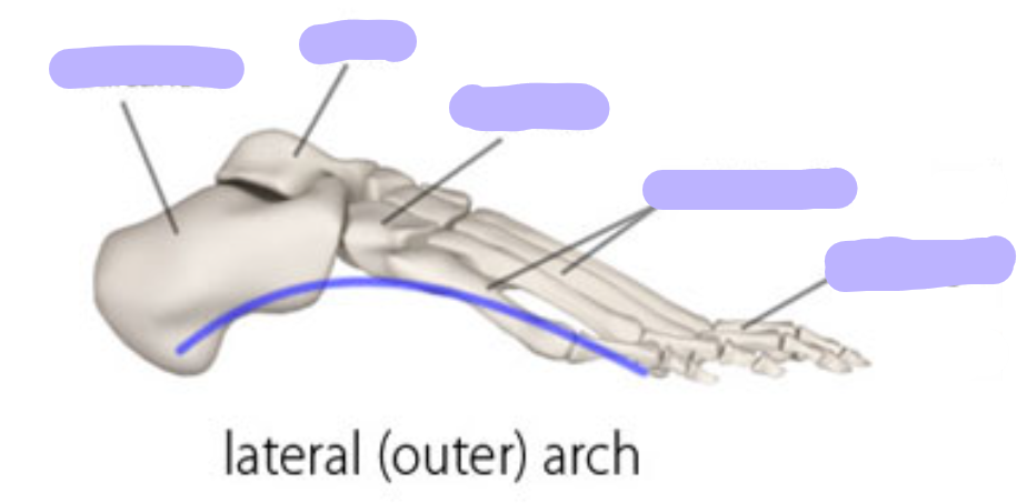 <p><span>lateral longitudinal arch</span></p>