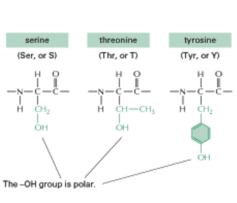 <p>Tyrosine (CH2, Phenyl, OH)</p><p>(Uncharged Polar)</p>
