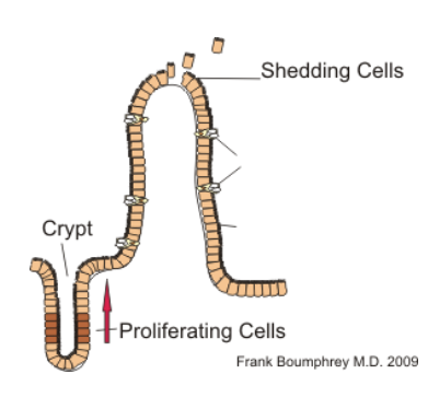 <p>Th2 cytokines and mast cell proteases increase fluid leakage across epithelium → weep</p><p>IL-13 drives increased intestinal muscle hypercontractility → sweep </p><p>IL-13 stimulates increased turnover → epithelial escalator</p><p>Th2 cytokines and mast cell proteases increase fluid leakage across epithelium. IL-13 drives increased intestinal muscle hypercontractility = weep and sweep </p>