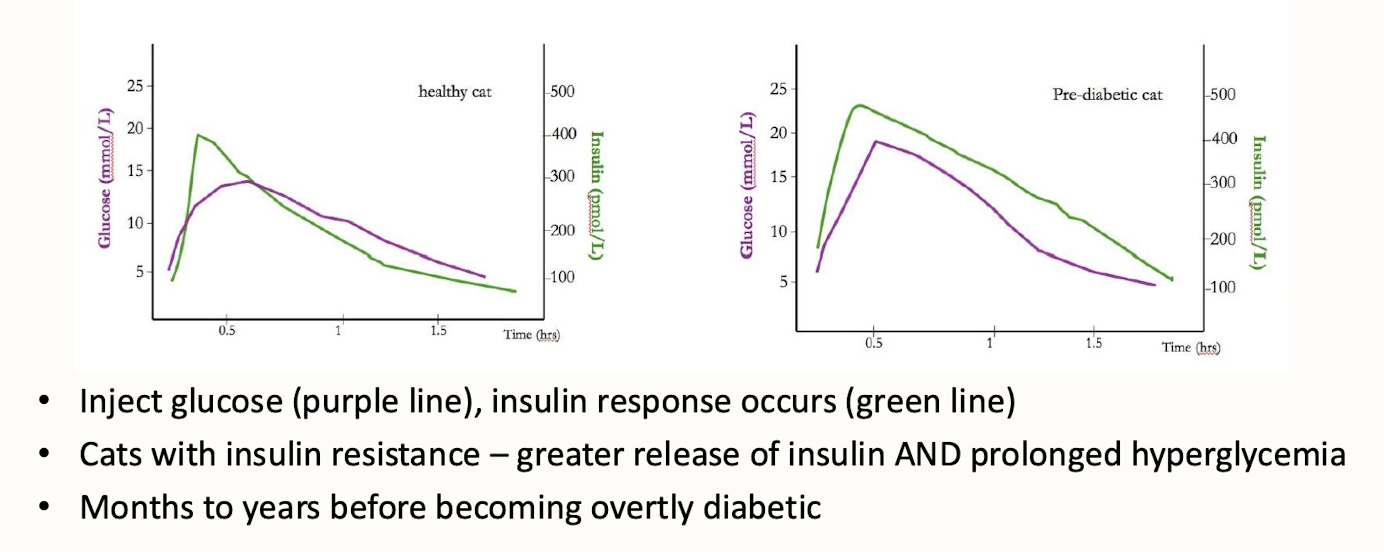 <p>are cats that show signs of insulin resistance without having overt diabetes. They often display increased blood glucose levels and may be at risk for developing diabetes if not managed appropriately. </p>