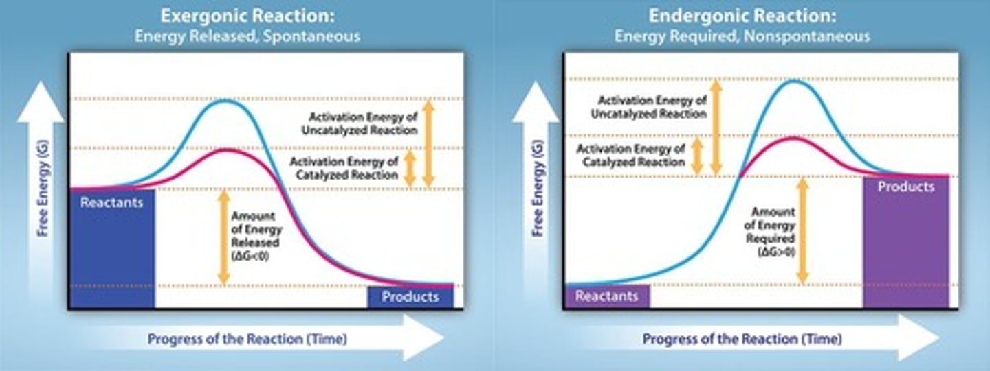<p>A reaction where ΔG is negative.</p>