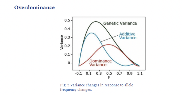 <p>Each allele contributes, but together they exceed the sum of individual allele contribution</p><p>aa=1, AA=1, Aa=3</p>