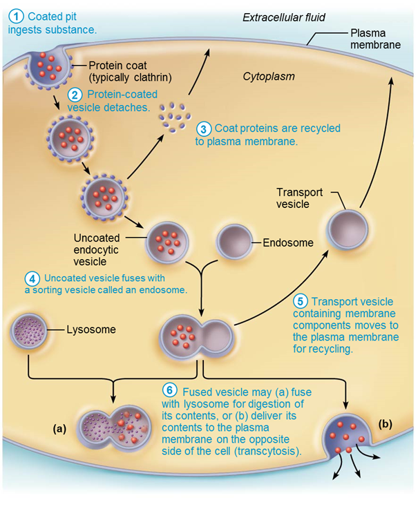 <p>transport into cell and involves formation of protein-coated vesicles</p><p><span>– Except for pinocytosis, usually involves receptors making it very selective; substance being pulled in must be able to bind to its unique receptor</span></p><p><span>– Once vesicle is pulled inside cell, it may fuse with a lysosome</span></p>
