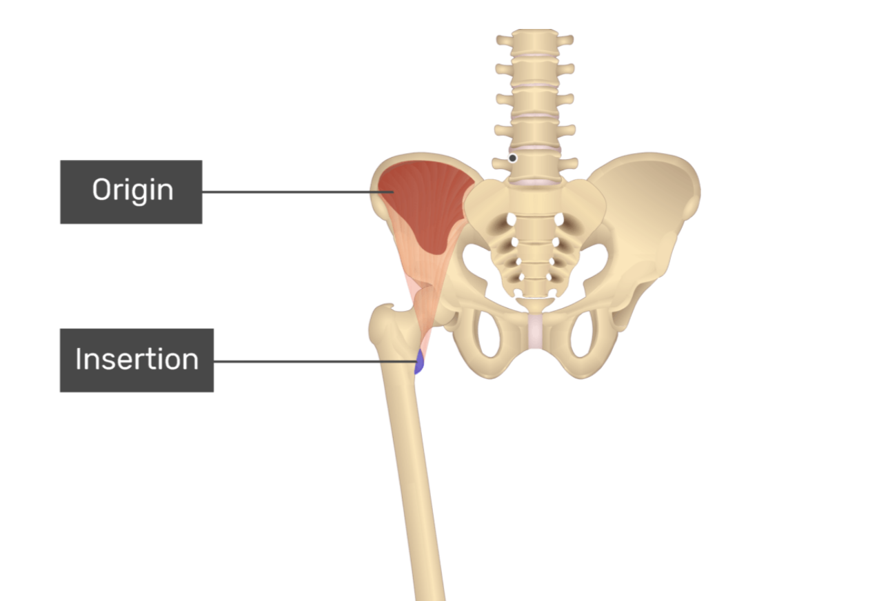 <p>iliopsoas</p>