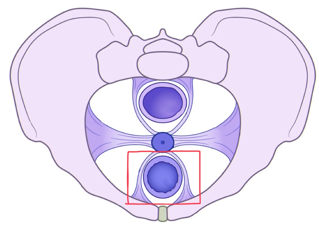 <p>What are these ligaments called?</p>