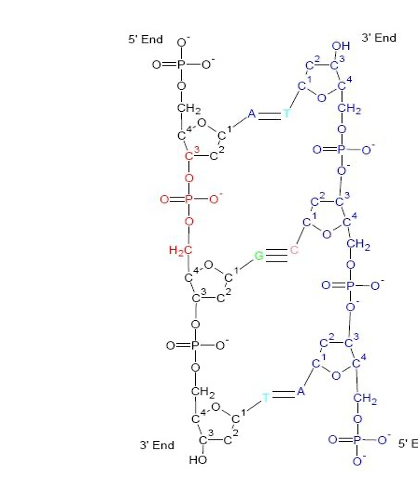 <ul><li><p>A-T linked by two bonds</p></li><li><p>G-C linked by three bonds</p></li></ul><p></p>
