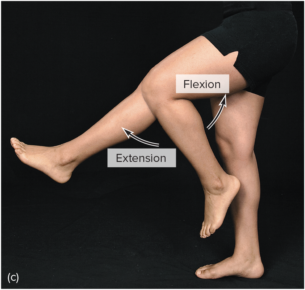 <p>bending parts at a joint so that the angle between them decreases and the parts come closer together</p>