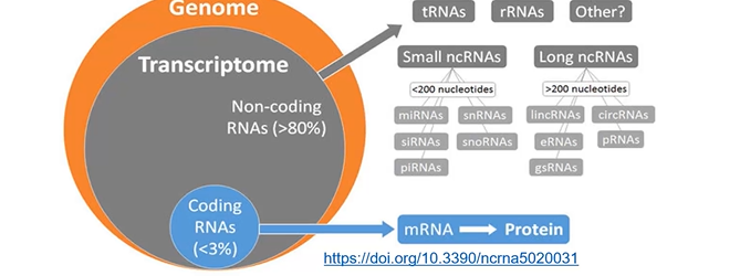 <p>functional RNA molecules that are trascribed from DNA, but not translated into protein</p><ul><li><p>only 1-3% of the genome is translated into protein (ex. mRNA)</p></li><li><p>the rest of the transcriptome is made up of non-coding RNAs</p></li></ul><p></p>