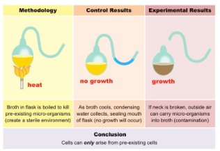 <ul><li><p>Discovered the cause of rabies, chicken cholera, and anthrax in sheep</p></li><li><p>Disproved spontaneous generation by performing an experiment involving boiling water that kills microorganisms and therefore concluding that cells can only arise from pre-existing cells. </p></li></ul><p></p>