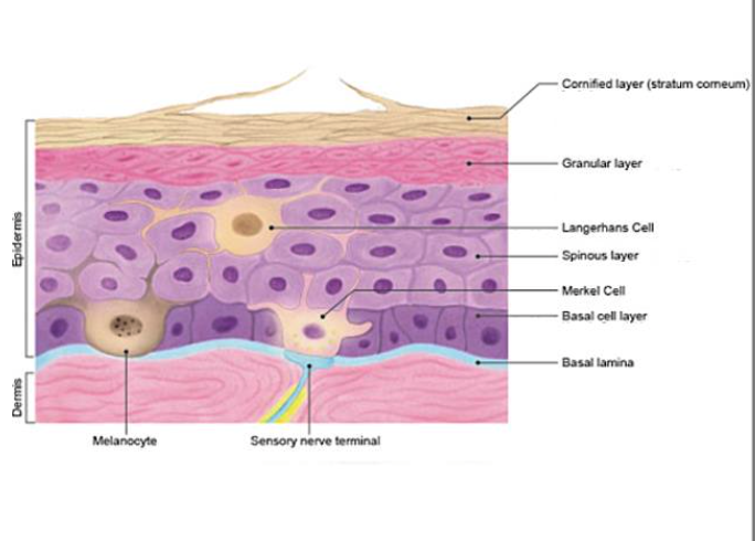 <p><span><strong>Keratinocytes </strong>are highly specialized epithelial cell</span></p><p><span>The <strong>melanocyte </strong>has long dendritic processes that contain accumulated melanosomes and extend between the cells of the epidermis, which are also visible on the electron micrograph.</span></p><p><span>The <strong>Langerhans’cell </strong>is a dendritic cell often confused with a melanocyte but is actually part of the mononuclear phagocytotic system and functions as an antigen-presenting cell of the immune system in the initiation of cutaneous hypersensitivity reactions (contact allergic dermatitis).</span></p><p><span><strong>Merkel’s cells </strong>are the sensitive mechanoreceptor cells associated with sensory nerve endings.</span></p>