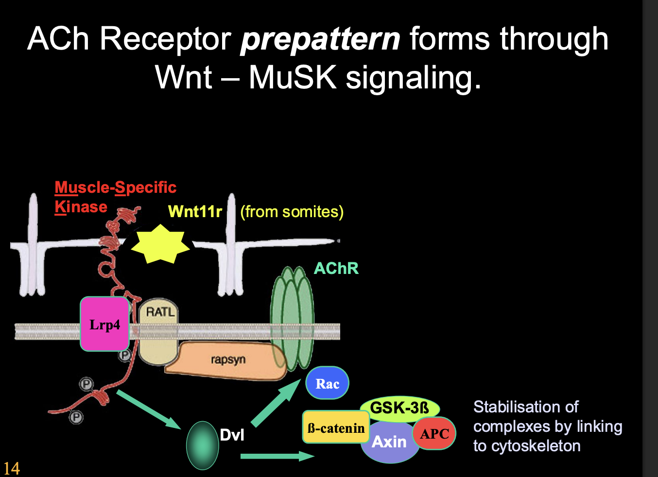 <p><strong>Mouse model→ Wnt-MuSK signalling</strong></p><ol><li><p>MuSK kinase being inherent active at <strong>low level</strong></p></li><li><p>therefore→ <strong>oldest</strong> part of the muscle ends up with the greatest MuSK activity</p></li><li><p>therefore→ AChR clustering</p></li></ol><p></p>