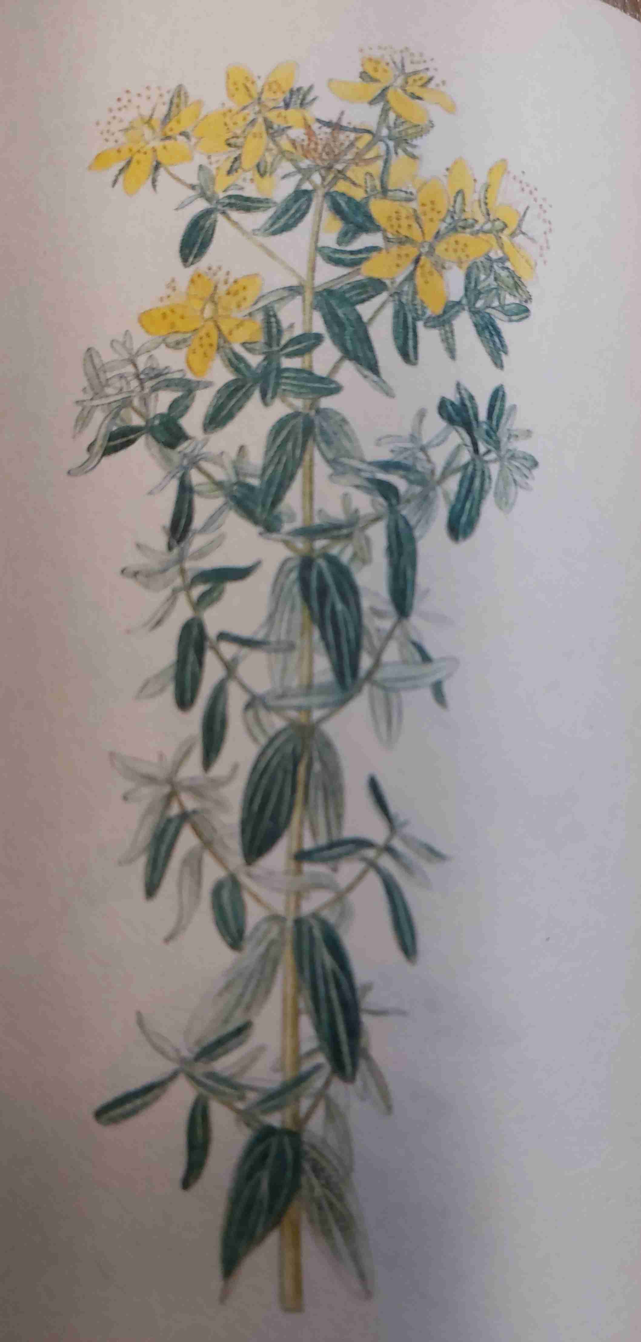 <p>středně vlhko, mezotrofní, polostín až slunno</p>