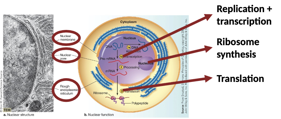 <ul><li><p>In <strong><em>the storage and expression of information</em></strong></p><ul><li><p><strong><em>Double membrane structure </em></strong>contains linear chromsomes of cell (DNA)</p></li><li><p><strong><em>Nucleolus </em></strong>(non-membrane bound) exists within nucleus (<strong><em>ribosome synthesis)</em></strong></p></li><li><p>Spatial separation means <strong><em>transcription </em></strong>occurs in nucleus; translation occurs in cytoplasm.</p></li></ul></li></ul><p></p>