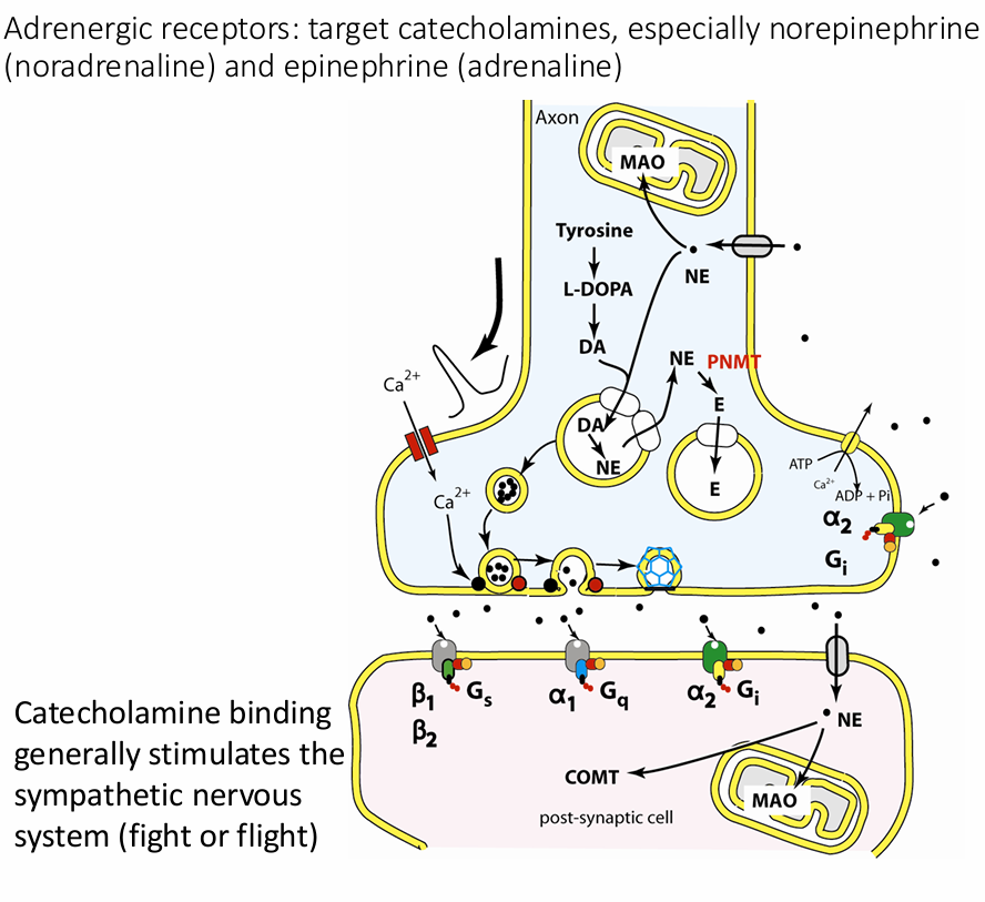 <p> target catecholamines, especially norepinephrine (noradrenaline) and epinephrine (adrenaline)</p>