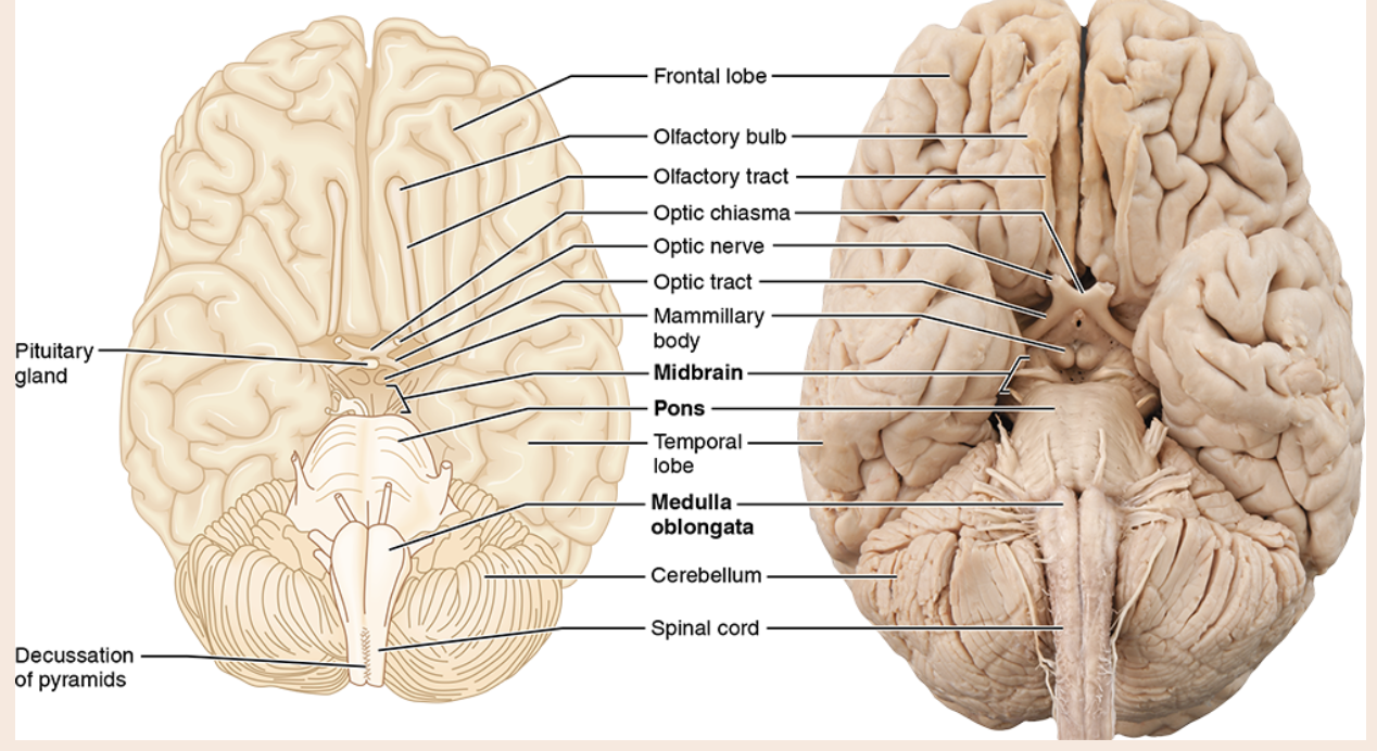 <p>midbrain, medulla oblongata, pons, brain stem </p>