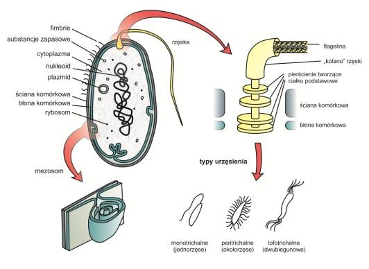 <p>Włókno polimeru, ciałko podstawowe i hak.</p><p>Organ ruchu, jedna i lub więcej rzęsek na powierzchni bakterii, adhezja.</p>