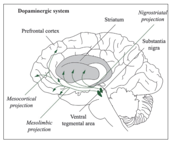 <p>= refers to dopaminergic pathways in the brain that are associated with reward</p><p><span style="color: rgb(255, 255, 255)">the ventral tegmental area (VTA) in the midbrain (*meso) sends dopaminergic projections to both the cortex and the limbic system</span></p><ul><li><p><span style="color: rgb(255, 255, 255)"><u>mesocortical projections:</u></span></p><ul><li><p><span style="color: rgb(255, 255, 255)">VTA —&gt; pre-frontal cortex (PFC)</span></p></li></ul></li><li><p><span style="color: rgb(255, 255, 255)"><u>mesolimbic projections:</u></span></p><ul><li><p><span style="color: rgb(255, 255, 255)">VTA —&gt; structures in the limbic system (nucleus accumbens, amygdala, hippocampus)</span></p></li></ul></li></ul><p>so when a positive stimulus causes the release of dopamine from the VTA, pleasurable feelings are conveyed to the amygdala &amp; the memory of that experience is encoded in the hippocampus </p><ul><li><p>links between the VTA and the cortex helps us focus attention on the positive stimulus, so it is valued </p></li><li><p>links between the VTA and the pre-frontal cortex helps to promote goal-directed behaviors that allow us to seek out whatever it was that made us feel good (e.g., positive social experiences, food, other enjoyable activities)</p></li></ul><p></p>