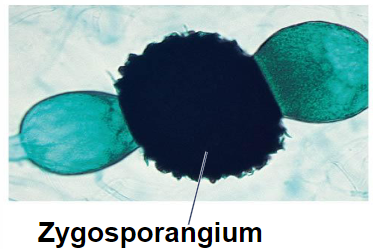 <p>a thick-walled, spore-producing structure that arises from the fusion of two hyphal branches, characteristic of the Zygomycetes</p>