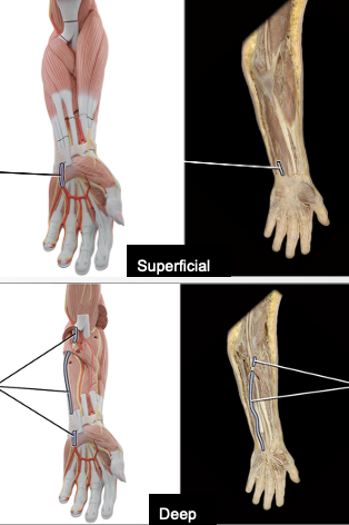 <p>supplies blood to arm</p>