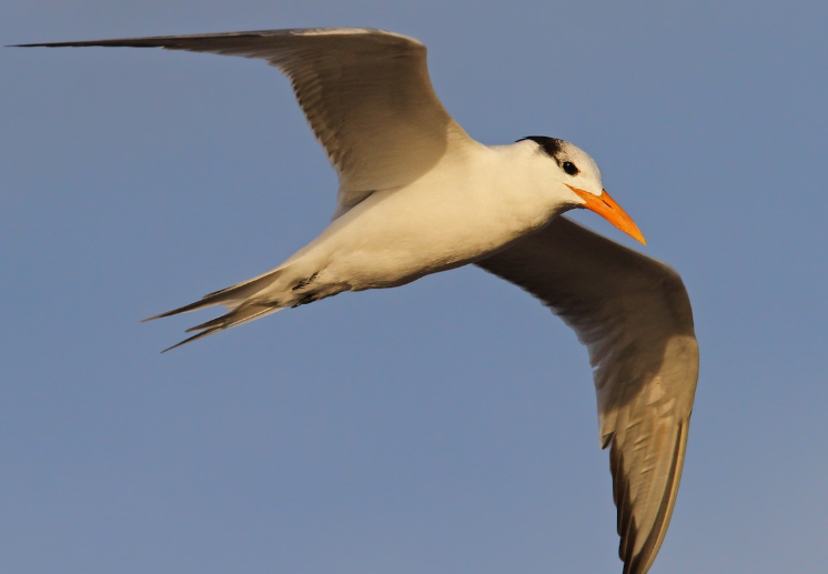 <p>What bird is this? </p>