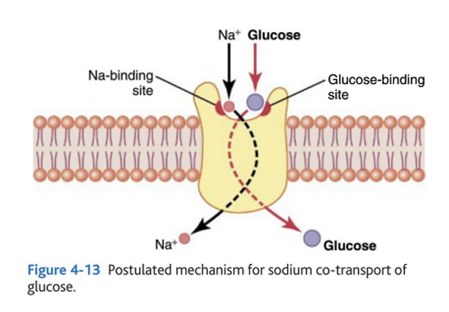 <p>catalyze the transport of glucose against its concentration gradient (active transport)</p><p>- symporter; glucose and Na+ are moved in the same direction, into the cell</p>