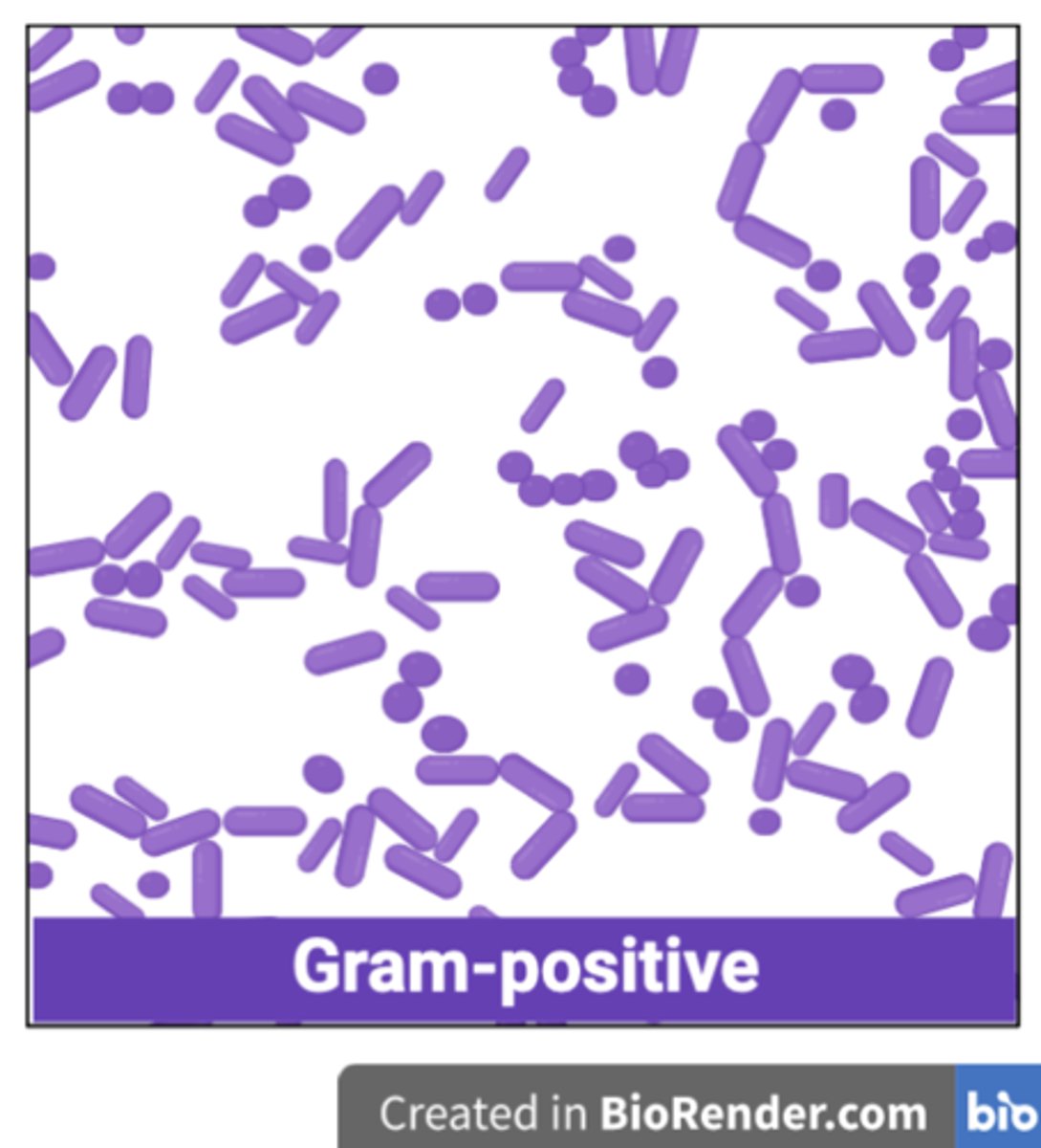 <p>Gram <strong>positive</strong> cells (Purple)</p>