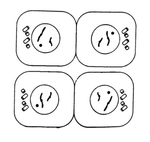 <p>the chromatids unwind and de-condense, the nuclear membranes and nucleoli reappear. Four gametes are produced, each with a haploid number of chromosomes. in humans, four sperm of equal sizes are produced, or one large egg and three smaller cells are produced</p>