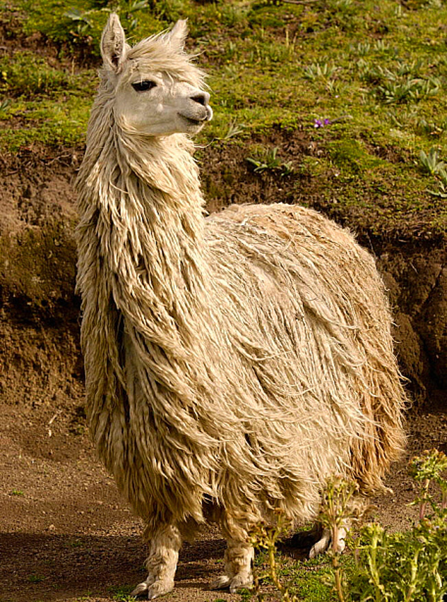 <p>Llama Breed: rarest llama, hanging locks that drape over the body, forms cords/deadlocks on body and legs as it grows</p>