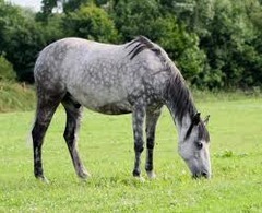 <p>What is this horse breed?</p>
