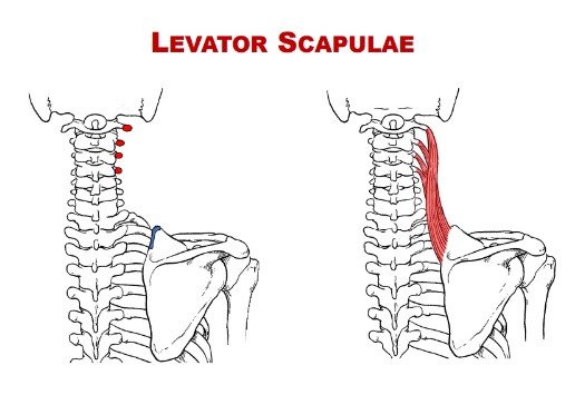 <p>Nerve: Levator Scapulae</p>