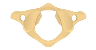 <p>What kind of vertebrae is this?</p>